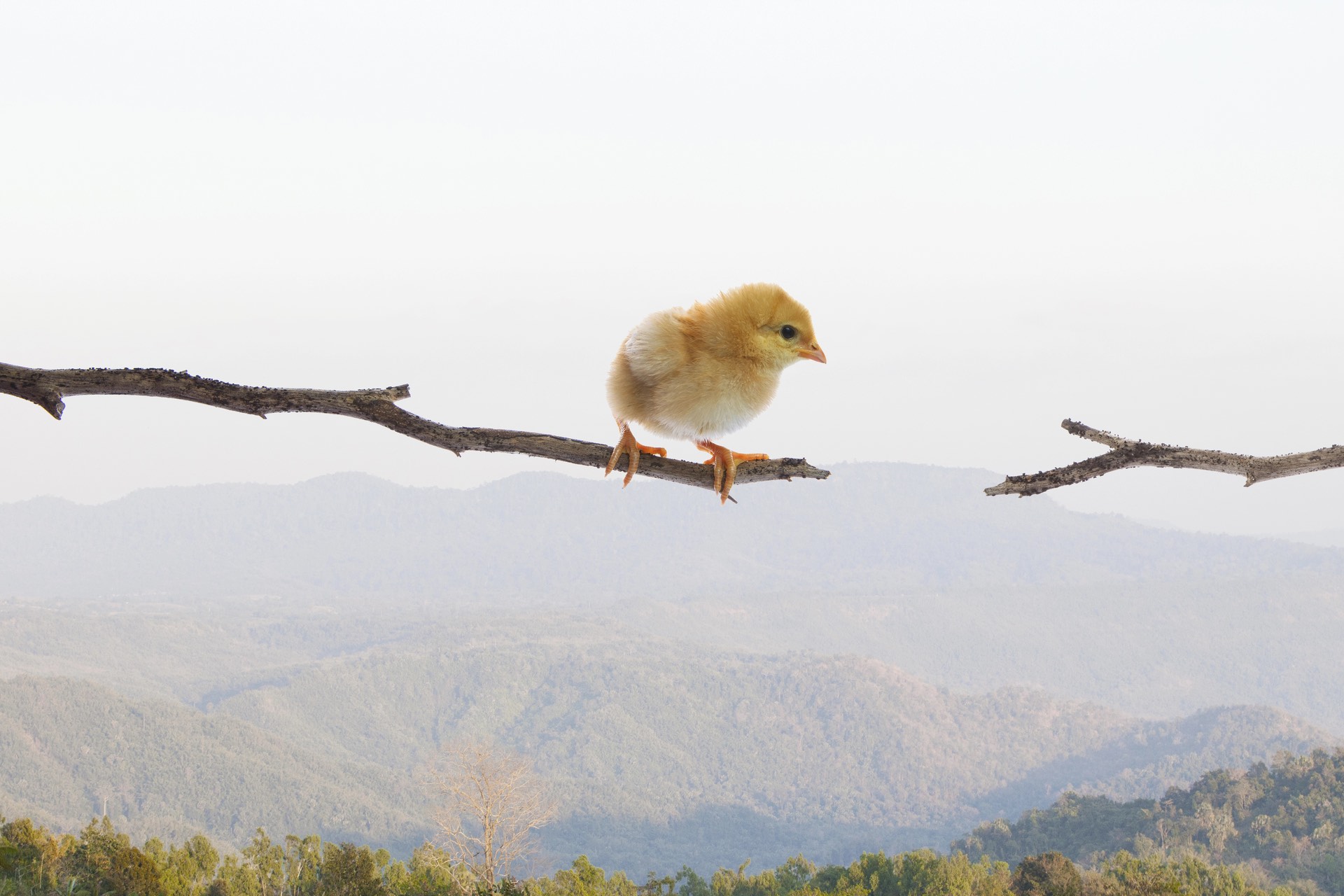 New Born Chick Standing On Dry Tree Branch And Try To Jumping To Another Side Against Mid Air And Hill Jungle Below Use For Risk Danger Dangerous